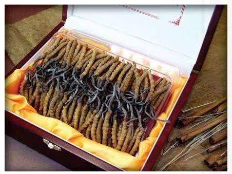 尼勒克冬虫夏草回收